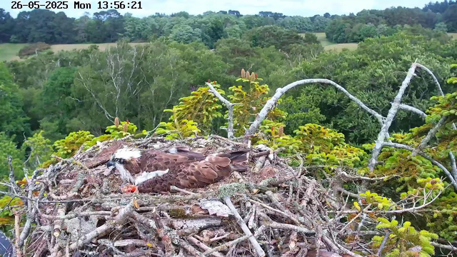 An adult osprey is sitting on a large nest made of sticks and twigs, surrounded by green trees and foliage. The bird has a white head with a dark eye stripe, brown wings, and a white underbelly. The nest is positioned high above the treetops, with a lush, forested landscape extending into the distance. The image is timestamped "26-05-2025 Mon 13:56:21" at the top.