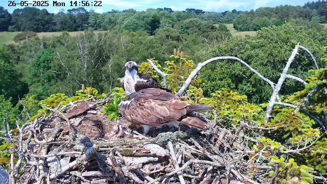 A close-up view of an osprey nest perched high in a tree, with an adult osprey sitting on the nest, overlooking a lush green forest in the background. The nest is made of sticks and twigs, and the bird has a distinctive white head with a dark eye stripe, brown wings, and a white underbelly. The scene is bright and sunny, with a timestamp in the top left corner showing "26-05-2025 Mon 14:56:22."