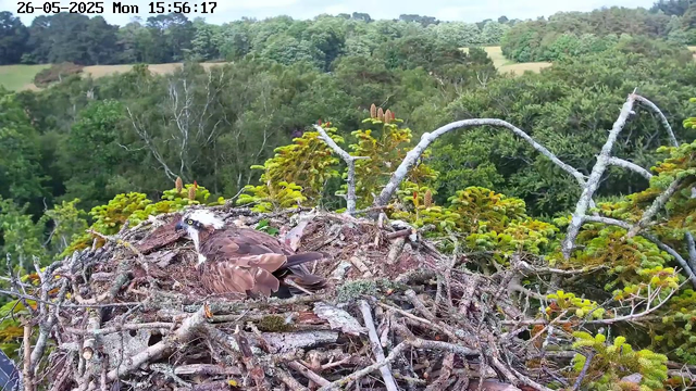 A juvenile hawk is sitting in its nest made of twigs and branches on top of a tree. The nest is surrounded by lush green foliage, with trees and a distant landscape visible in the background. The image was captured by a webcam, and the timestamp shows it was taken on May 26, 2025, at 15:56:17.