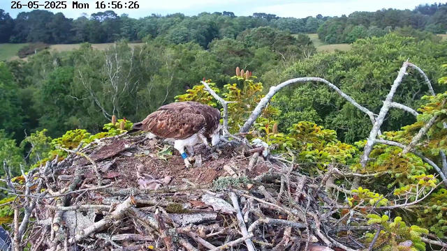 A large bird of prey, likely an osprey, is perched on its nest made of sticks and twigs, situated high in a tree. The bird has a white head with a dark eye stripe, brown and white feathers on its body, and is bending over, possibly feeding or tending to its chicks. Several small, fuzzy chicks are visible in the nest beside the adult bird. The background shows a lush, green forest with a mix of trees and a rolling landscape under a blue sky. The timestamp indicates the date as May 26, 2025, and the time as 16:56:26.