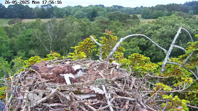 A young osprey is lying in a large nest made of sticks and surrounded by branches and green foliage. The background features a lush, forested landscape with rolling hills and trees. The image appears to be captured from a webcam, with the date and time displayed at the top.