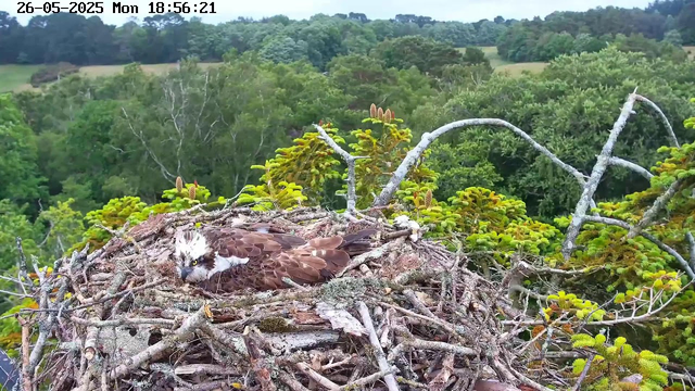 A close-up view of an osprey nest made of sticks and branches, situated high in a tree. An osprey is lying in the nest, partially covering its body with its wings, with its head turned to the side and looking directly at the camera. The nest is surrounded by green foliage, with a densely wooded landscape extending into the background. The image is timestamped "26-05-2025 Mon 18:56:21" at the top.