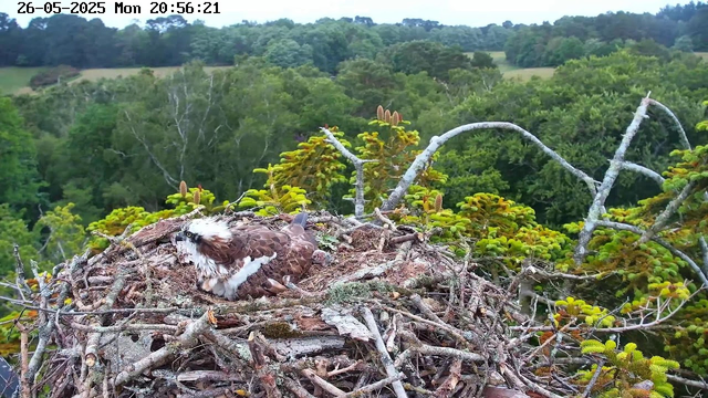 A young osprey is sitting in its nest made of twigs on top of a tree, with lush green forest and rolling hills in the background. The osprey has brown and white feathers, with distinctive white markings on its head and a sharp hooked beak. The scene appears to be in the early evening, as indicated by the timestamp at the top of the image.