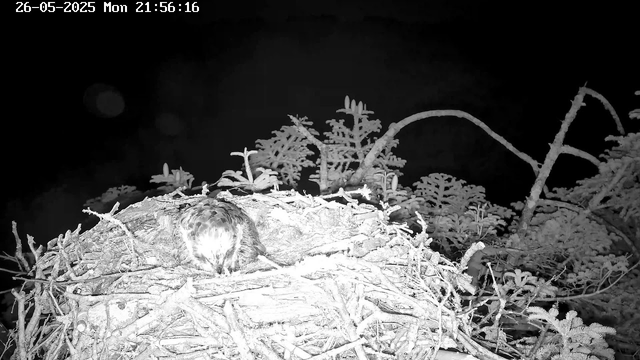 A bird is sitting in its nest made of twigs and branches. The image is in black and white, and the background is dark. The scene is captured at night with a timestamp of 26-05-2025, Monday, 21:56:16.