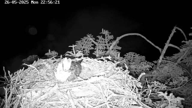 A young osprey is resting in a nest made of sticks and twigs. The nest is situated among pine branches, and the scene is captured at night in black and white with a timestamp in the upper left corner.