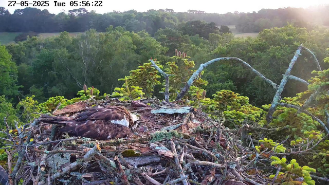 A bird of prey is lying in its nest, which is situated high in a tree. The nest is made of twigs, branches, and moss, with lush green foliage and trees extending into the distance under a bright sky. The image is taken early in the morning, as indicated by the timestamp. Sunlight filters softly from the right side of the image.
