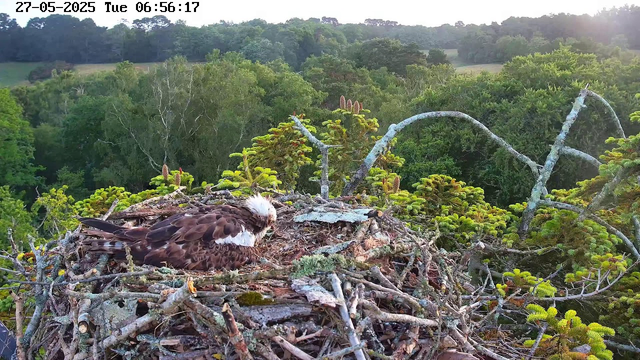 A young bird, likely an osprey chick, is resting in its nest made of twigs and branches on top of a tall tree. The background shows a lush, green forest with varying shades of trees, and the sky is partly lit by the sun, indicating early morning. The image is timestamped "27-05-2025 Tue 06:56:17" at the top.