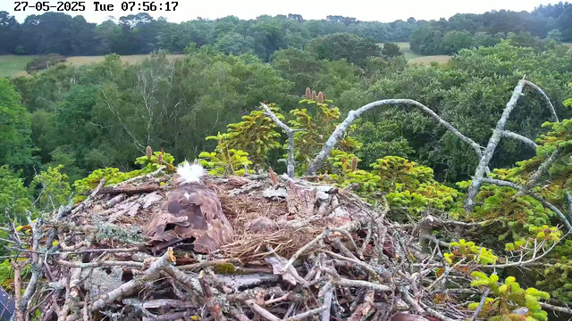 An osprey is sitting in its large nest made of sticks on top of a tree. The nest is surrounded by lush green foliage and branches. In the background, there is a dense forest with a mix of trees extending into the distance under a partly cloudy sky. The image has a timestamp of "27-05-2025 Tue 07:56:17" at the top.