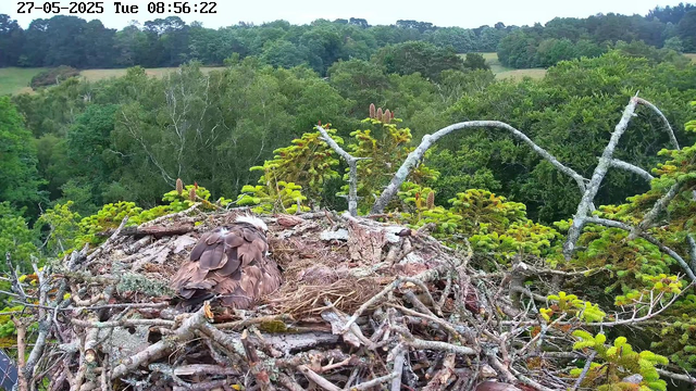 A bird is sitting in a large nest made of twigs and branches, perched among green coniferous trees. The nest contains a partly hidden bird with brown feathers, possibly an adult. In the background, there is a lush forest of trees stretching into the distance, with some open grassy areas and rolling hills under a partly cloudy sky. The top of the image displays a timestamp and date.