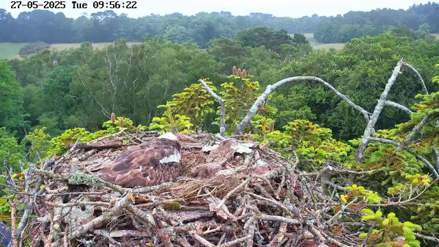 A bird, likely an osprey, is resting in its nest made of twigs and branches. The nest is situated high in a tree with green foliage, overlooking a lush forested landscape under a bright sky. The image is timestamped "27-05-2025 Tue 09:56:22" at the top.