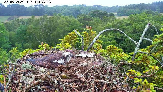 A juvenile bird of prey, possibly an osprey, lies in its nest made of twigs and moss, situated high among green, leafy trees. The nest is on a branch covered with lichen, with a lush forest and rolling hills in the background under a cloudy sky. The time and date are displayed at the top of the image.