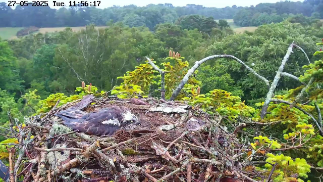 A bald eagle is lying on its nest made of twigs and moss, high among green leafy trees. The nest is large and intertwined with branches, with some small plants and lichen growing on it. The background shows a dense forest with layered trees extending into the distance under a cloudy sky. The top left corner displays the date and time: "27-05-2025 Tue 11:56:17".