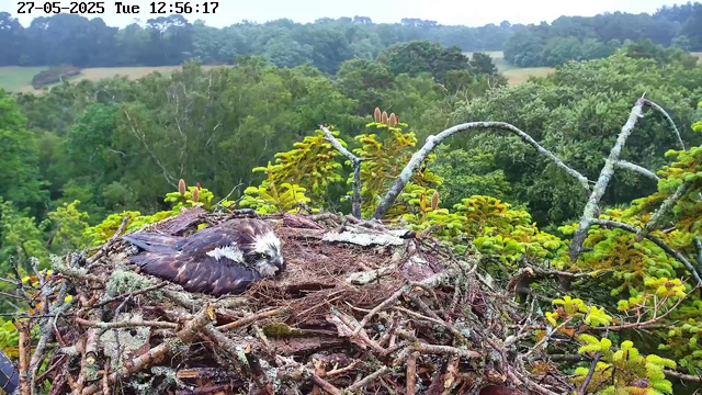 A young bird, possibly a chick or fledgling, lies in a nest made of twigs and moss on a tree branch. The bird has dark feathers with white patches on its face and body. The nest is surrounded by green foliage and branches, with a background of dense forest and rolling hills under an overcast sky. The date and time are displayed at the top of the image.