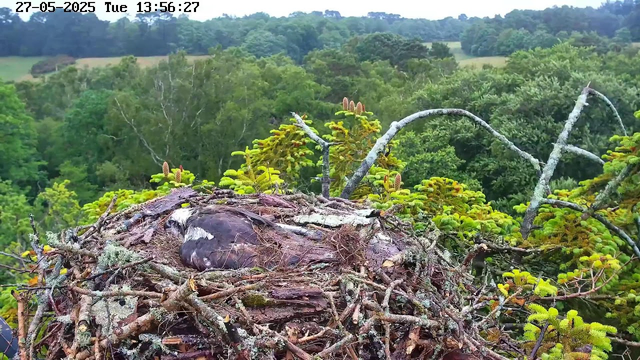 A bird's nest is built among the branches and foliage of a tree, with a bird resting inside it. The nest is made of twigs, moss, and other natural materials. The background shows a lush green forest with rolling hills under a cloudy sky. The image is timestamped "27-05-2025 Tue 13:56:27" at the top left corner.