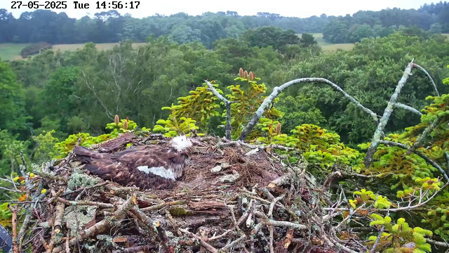 A young bird with brown and white feathers is resting in a nest made of twigs and moss, elevated atop a tree with lush green foliage. The background shows a landscape of dense, green forested hills under an overcast sky. The top left corner displays a timestamp of "27-05-2025 Tue 14:56:17."