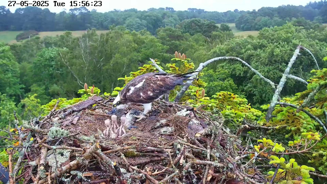 A bird of prey, likely an osprey, is perched on the edge of its large nest made of sticks and twigs. The adult osprey is looking down at three fluffy chicks in the nest. The nest is situated among green trees, with a lush, forested landscape in the background. The sky is clear and the scene is well-lit. The timestamp on the image shows the date as May 27, 2025, and the time as 15:56:23.