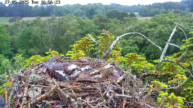 A large bird of prey, likely an osprey, is sitting in its nest made of sticks and moss on a tree branch. The nest is surrounded by green foliage, with a dense forest and rolling hills in the background. The scene is captured from a webcam, with a timestamp showing the date as May 27, 2025, at 4:56 PM.