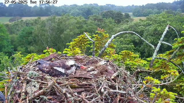 A bird's nest made of twigs and moss is situated in the branches of a tree. A young bird, likely a chick, is lying inside the nest. The background shows a lush green forest with dense trees and rolling hills under a cloudy sky. The image includes a timestamp at the top left corner indicating the date and time.
