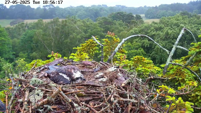 A bird is lying in its nest made of twigs and moss, situated high in the branches of a tree. The background shows a lush, green forest with dense foliage and rolling hills under a cloudy sky. The image is timestamped "27-05-2025 Tue 18:56:17".