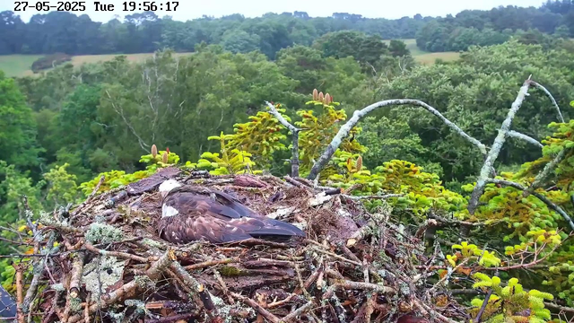 A bird's nest made of twigs and moss is situated high in a tree with lush green foliage. A bird with brown and white feathers is resting inside the nest. The background features a dense forest with a variety of green trees and a distant, hilly landscape. The top left corner displays a timestamp and date: "27-05-2025 Tue 19:56:17."