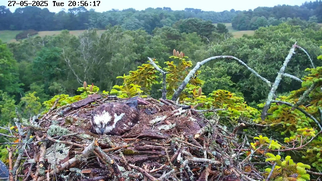 A young bird with brown and white feathers is sitting on a large nest made of sticks and moss. The nest is high in a tree with green foliage, and a lush, dense forest stretches into the distance. The image is from a webcam timestamped May 27, 2025, at 8:56 PM.