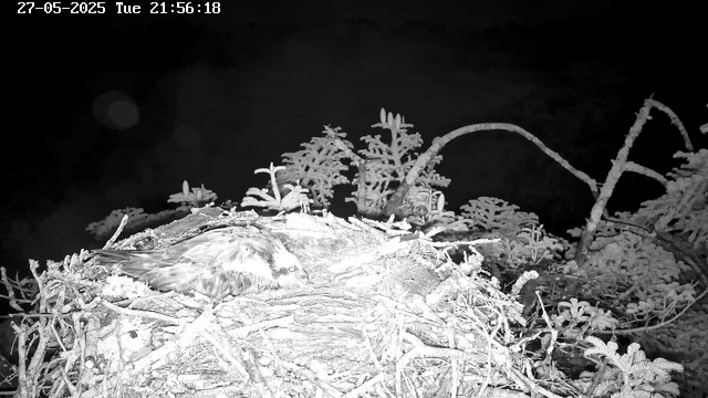 A bird is resting in a nest made of sticks and twigs, surrounded by frosty plants and branches. The scene is in black and white, captured at night with a timestamp showing 21:56:18 on May 27, 2025. The background is a dark sky.