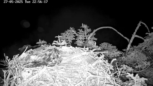 A bird is resting on its nest made of twigs and sticks, surrounded by frosty, snow-covered branches and small plants. The scene appears to be at night, with a dark background. The timestamp at the top shows the date as May 27, 2025, and the time as 22:56:17.