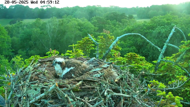 A young bird of prey, likely an osprey, is resting in a large nest made of sticks and twigs. The nest is situated among green trees and foliage, with a lush, dense forest in the background. The sky is bright, and the scene appears to be early morning, as indicated by the timestamp. The bird has distinctive markings with white and brown feathers and piercing eyes.