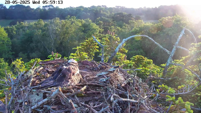 A bird, likely a young raptor, is resting in a nest made of sticks and branches. The nest is situated high in a tree, surrounded by lush green foliage and viewed in daylight with sunlight shining from the right side. The background shows a dense forest with a clear sky. The image has a timestamp of May 28, 2025, at 05:59 AM.