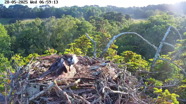 A young bird, likely a fledgling with fluffy feathers and black and white markings on its head, is sitting in a large nest made of sticks and moss on a tree branch. The nest is set against a background of lush green trees and a bright, sunny sky. The scene is outdoors in a forested area, with sunlight illuminating the bird and the surrounding foliage. The timestamp in the top left corner indicates the date and time as May 28, 2025, at 6:59 a.m.