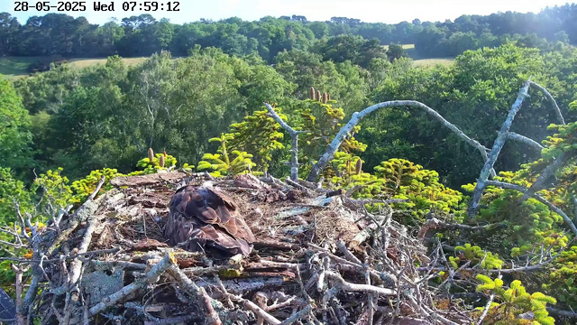A bird's nest made of sticks and twigs is situated atop a tree. A bird is resting inside the nest, with only its back visible. Surrounding the nest are green leafy trees and a lush landscape with rolling hills in the background, under a clear blue sky with the sun shining brightly. The image is timestamped "28-05-2025 Wed 07:59:12" in the upper left corner.