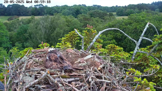 A bird's nest made of sticks and branches is built on top of a tree in a lush green forest. A young bird, possibly a fledgling, is sitting in the nest with its feathers fluffed up. The background shows dense foliage and a distant treeline under a cloudy sky. The timestamp on the image indicates it was captured on Wednesday, May 28, 2025, at 8:59 in the morning.