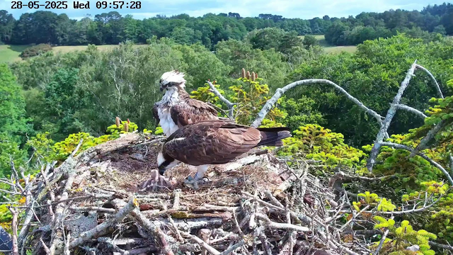 A pair of ospreys are sitting on their nest made of sticks, high in a tree surrounded by lush green foliage. One osprey is standing upright, looking to the left, while the other is bent over, tending to two small, downy chicks. The background shows a green landscape with rolling hills and dense forest, under a partly cloudy sky. The timestamp at the top indicates the date as May 28, 2025, and the time as 09:57:28 on a Wednesday.