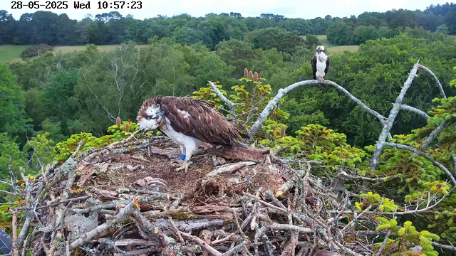 A nest built in a tall tree with green foliage surrounding it, containing two young ospreys and an adult osprey. The adult is sitting on the nest, while the other stands on a branch nearby. The background features a lush forest landscape under a partly cloudy sky. The timestamp at the top indicates the date as May 28, 2025, at 10:57 AM.