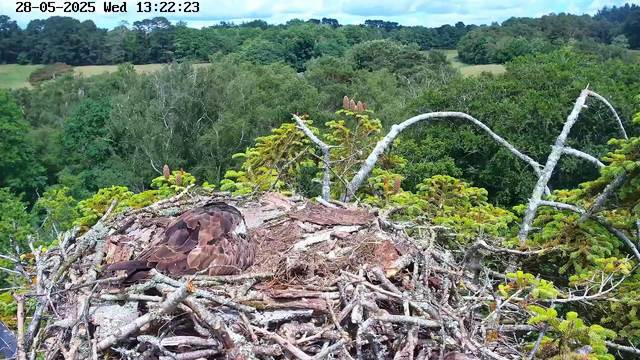 A bird, likely a hawk or similar raptor, is resting in a large nest made of sticks and twigs, situated high in a tree. The nest is surrounded by lush green foliage, and a dense forest extends into the distance beneath a partly cloudy sky. The date and time displayed at the top of the image are "28-05-2025 Wed 13:22:23".