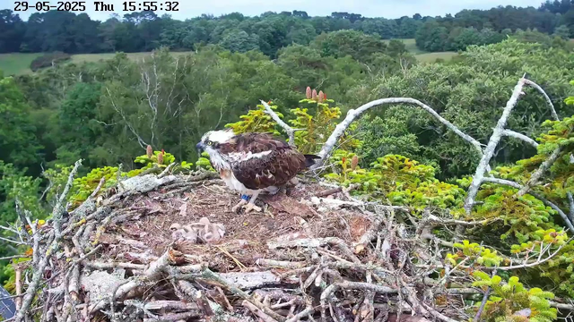 A juvenile ospreys sits in a large nest made of sticks and twigs on top of a tree. An adult osprey stands nearby, watching over the nest. The background features a lush, green forest with rolling hills and dense foliage. The sky is partly cloudy with some sunlight. The image is timestamped "29-05-2025 Thu 15:55:32" in the top left corner.