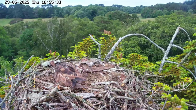 A bird with brown and beige feathers is resting in a large nest made of sticks and twigs on a tree branch. The nest is situated high among green foliage, with a forested landscape in the background. The scene appears to be captured from a webcam, with a timestamp and date at the top left corner reading "29-05-2025 Thu 16:55:33."