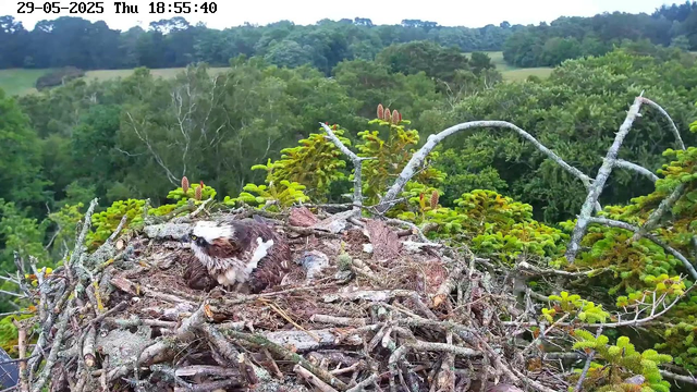 An osprey sits in a large nest made of sticks and branches, surrounded by green foliage. The nest is atop a tree, with a dense forest and rolling hills in the background. The sky appears to be overcast or partly cloudy. The timestamp in the top left corner indicates the date as May 29, 2025, and the time as 18:55:40.