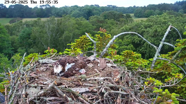A young bird, likely an osprey, is sleeping on a large nest made of twigs and branches. The nest is situated high in a tree with lush green foliage and a dense forest in the background. The sky appears clear, and the scene is captured during daylight. The timestamp at the top indicates the date as May 29, 2025, and the time as 19:55:35.