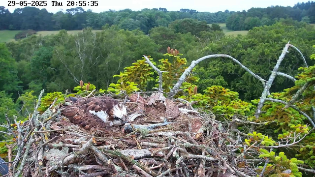 A young hawk is resting in a nest made of sticks and twigs on top of a tree. The hawk has brown and white feathers and appears to be sleeping with its head tucked in. Surrounding the nest are green pine branches and a lush, forested landscape in the background. The timestamp in the top left indicates the date as May 29, 2025, and the time as 20:55:35.