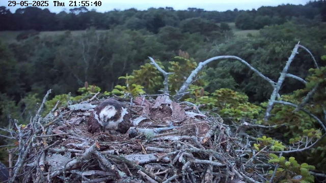 A young owl is sitting in a large nest made of sticks and twigs. The nest is situated among lush green foliage with dense trees in the background. The scene appears to be at dusk, with a calm, natural environment. The top of the image shows a timestamp indicating the date as May 29, 2025, and the time as 21:55:40.