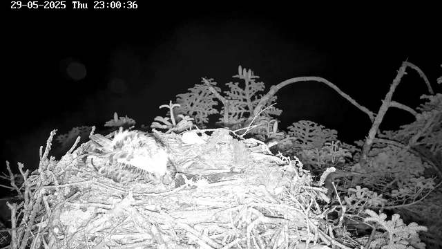 A bird is lying on its side in a nest made of twigs and leaves. The background is dark, and there are some small plants or mosses around the nest. The image is in black and white, and the timestamp at the top shows the date as May 29, 2025, and the time as 23:00:36.