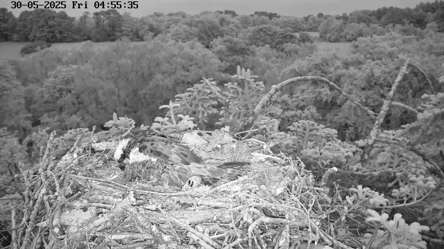 A bird with a distinctive crest, possibly an osprey, is sitting in a large nest made of sticks and twigs on a treetop. The background shows a dense forest with trees stretching into the distance. The image is in black and white and the timestamp indicates it was taken early in the morning.