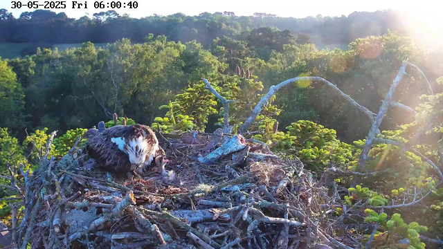 An adult osprey is sitting in its nest made of sticks and twigs, with a few small chicks visible. The nest is high in a tree surrounded by lush green foliage, and sunlight streams in from the right side, creating a warm glow. In the background, a dense forest covers rolling hills under a clear sky. The date and time are displayed at the top of the image.