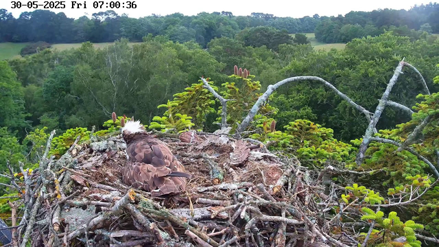 A young bird with a fluffy white crest is sitting in a large nest made of twigs. The nest is perched high in a tree with green foliage. In the background, there is a dense forest with various shades of green trees and open grassy areas under a partly cloudy sky. The timestamp on the image indicates it was taken on May 30, 2025, at 7:00 a.m.