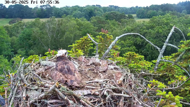 A young bird of prey, likely an osprey, is sitting in a large nest made of sticks and branches atop a tree. The bird is facing away, showing its back with patterned brown feathers and a white head with some dark markings. The nest is surrounded by lush green trees and forest, with rolling hills in the background under a clear sky. The timestamp on the image indicates it was taken on May 30, 2025, at 7:55 in the morning.