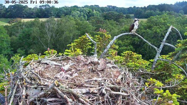 A bird's nest made of twigs and branches is situated high in a tree. Inside the nest, several young birds are resting. One adult bird is perched on a branch above the nest, looking out into the distance. The background features a lush, green forest with a variety of trees and rolling hills. The timestamp at the top indicates it is early morning.
