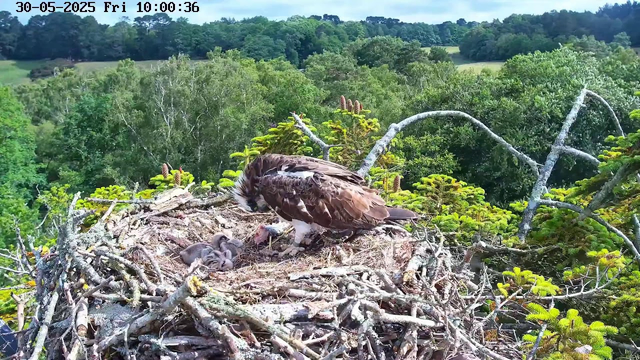 An eagle stands on a large nest made of branches, surrounded by lush green trees and a distant rolling landscape. The nest contains several fluffy, gray chicks. The eagle appears to be tending to the chicks, which are nestled closely together. The scene is set against a bright, clear sky, and the timestamp indicates it is morning.