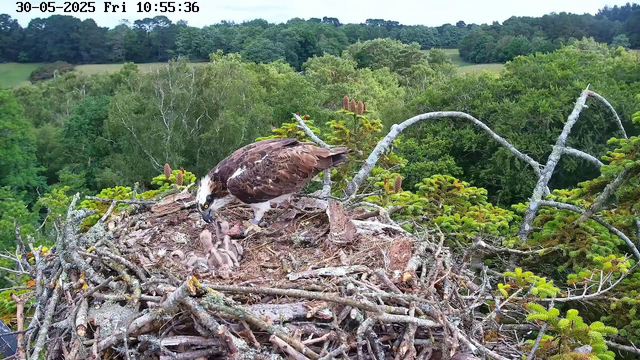 An adult osprey with brown and white feathers and a distinctive white head with a dark eye stripe is perched on its nest made of sticks and twigs. The osprey is tending to three small, downy osprey chicks in the nest. The nest is situated above a lush green forest, with a backdrop of dense trees and rolling hills under a partly cloudy sky. The timestamp shows the date as May 30, 2025, and the time as 10:55:36 on a Friday.