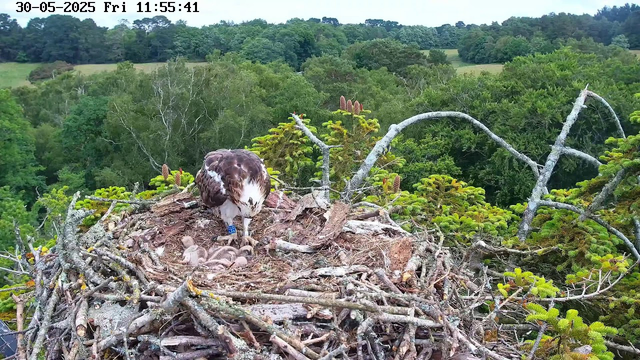 An adult osprey is perched on a large nest made of sticks and twigs, situated high in a tree canopy. The osprey is looking down at its nest, where several hatchlings are visible. The surrounding landscape consists of lush green trees and rolling hills under a partly cloudy sky. The image was captured by a webcam, with a timestamp in the top left corner indicating the date as May 30, 2025, and the time as 11:55:41 AM.